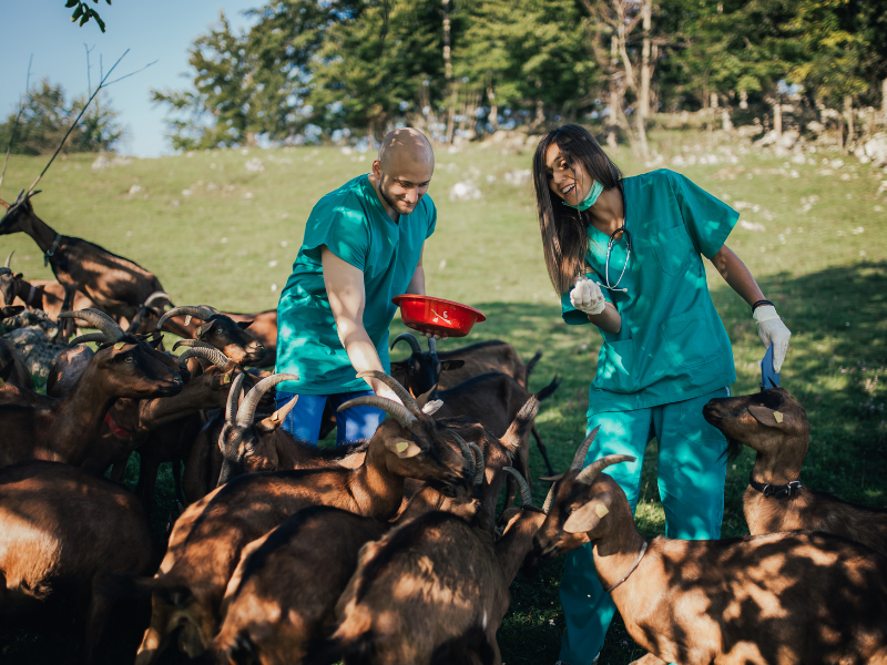 Financer le système de santé animale : quel compromis entre efficience économique et résilience aux crises sanitaires ?